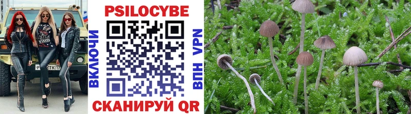 Псилоцибиновые грибы Psilocybe  Купить закладки  Таруса 